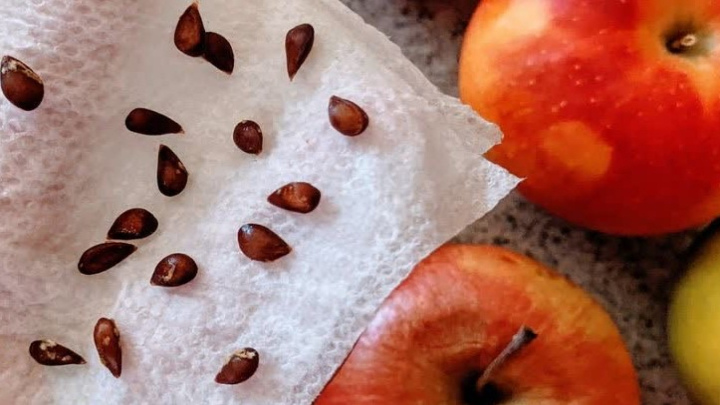 راهنمای کاشت هسته سیب در گلدان راهنمای کاشت هسته سیب در گلدان
