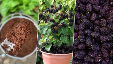 آموزش کاشت شاه توت در گلدان+ روش نگهداری