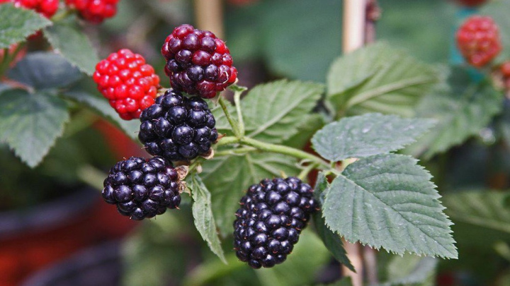 روش نگهداری اصولی از شاه توت کاشته شده در گلدان روش نگهداری اصولی از شاه توت کاشته شده در گلدان