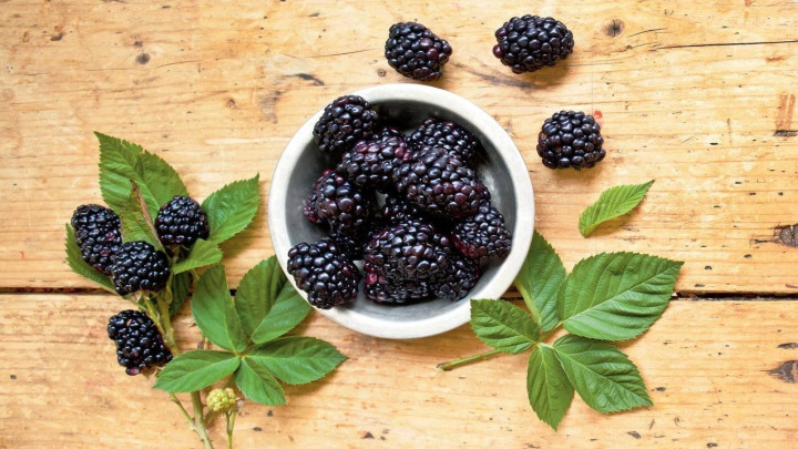 راهنمای کاشت شاه توت در گلدان