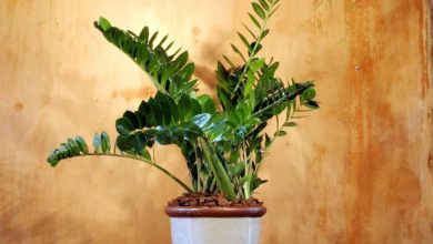 علت خم شدن گیاه زاموفیلیا و راه‌های پیشگیری