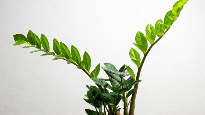 علت خم شدن گیاه زاموفیلیا