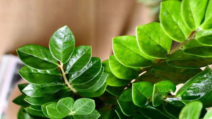 اصلاح آبیاری گیاه زاموفیلیا