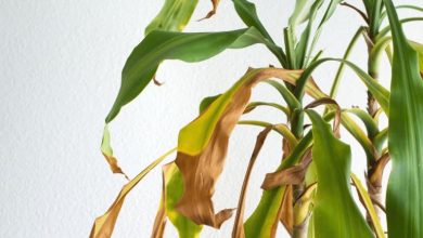 5 نشانه‌ مهمی که خبر از مرگ یک گیاه می‌دهد + روش‌های احیای آن