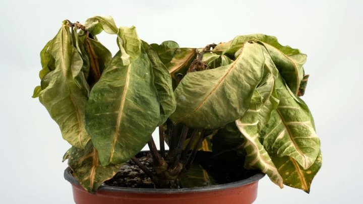 نشانههای مرگ گیاهان نشانههای مرگ گیاهان