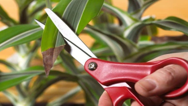 نشانههای مرگ گیاهان نشانههای مرگ گیاهان