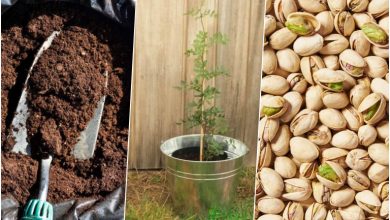 آموزش کاشت پسته خام در گلدان