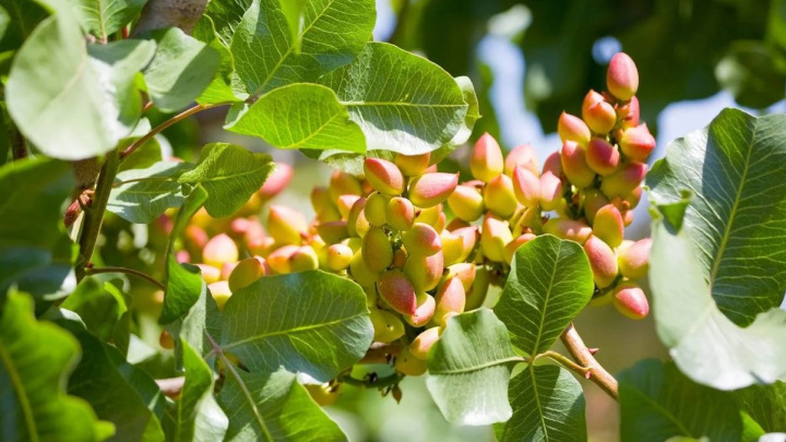 مراقبتهای لازم پس از کاشت پسته مراقبتهای لازم پس از کاشت پسته