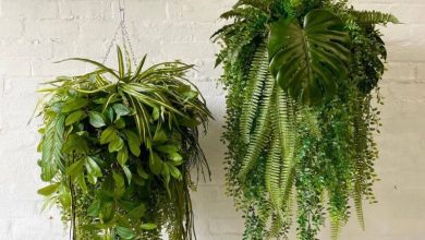 دلایل توقف رشد گیاهان آپارتمانی