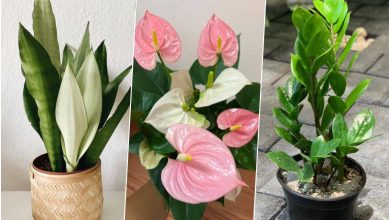 گل‌های آپارتمانی سایه‌دوست که خانه شما را زیبا می‌کنند