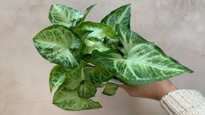 سینگونیوم پودوفیلوم