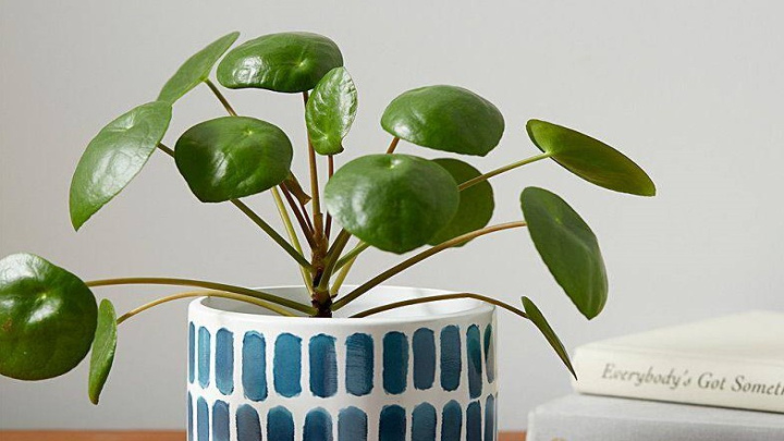 آبیاری نامناسب برای رشد گیاه آبیاری نامناسب برای رشد گیاه