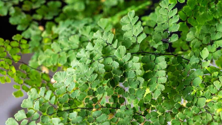 سرخس دوشیزه