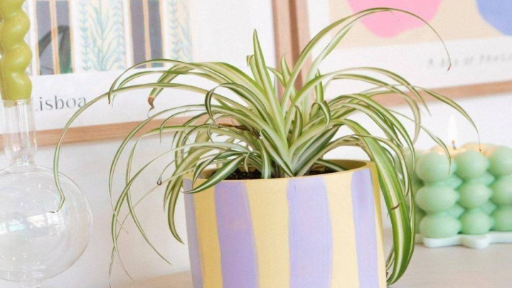 کاشت در فصل نامناسب و عدم رشد گیاه کاشت در فصل نامناسب و عدم رشد گیاه