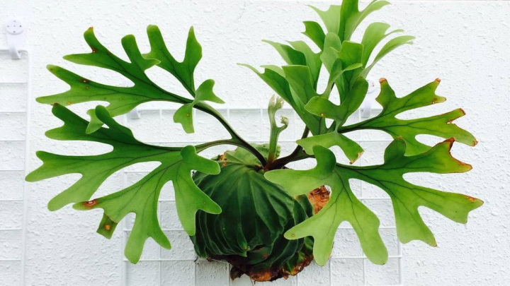 سرخس شاخ گوزنی گراند