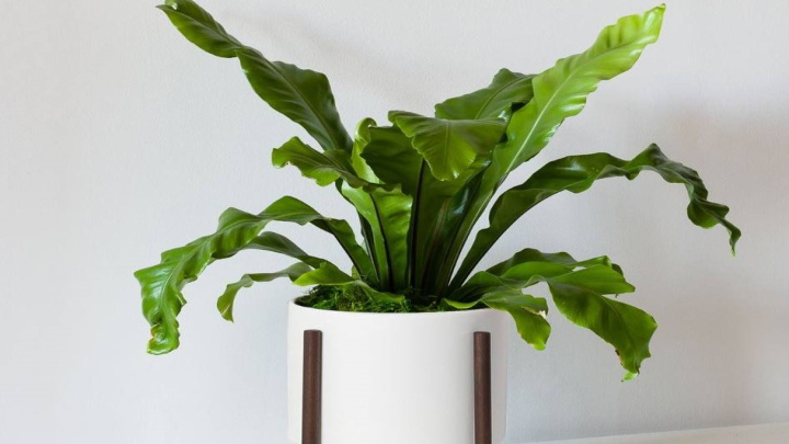 سرخس لانه پرنده