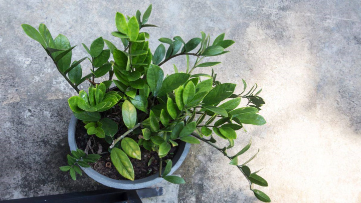 زامیوفیلیا