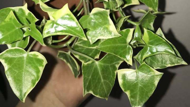 معرفی گل‌ و گیاهان آپارتمانی سایه دوست