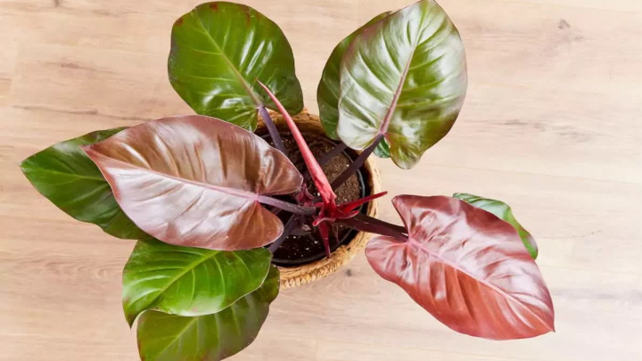 فیلودندرون