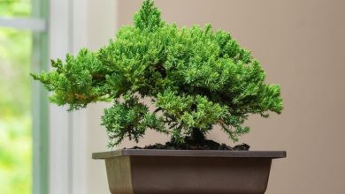 روش نگهداری و پرورش کاج نانا (بونسای نانا)