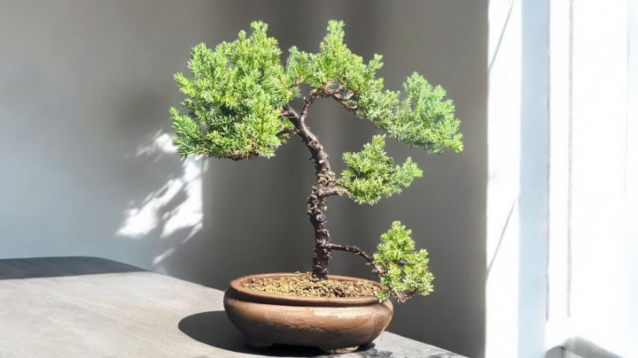 تکثیر بونسای کاج نانا از طریق قلمه