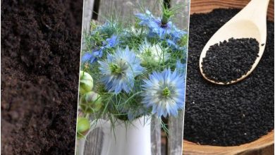 آموزش کاشت و برداشت بذر سیاه دانه در گلدان + روش نگهداری