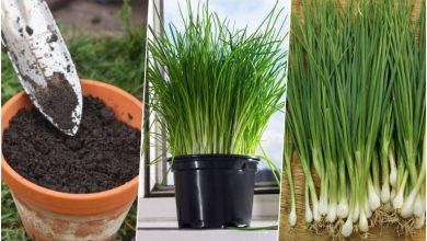 آموزش کاشت پیازچه در گلدان