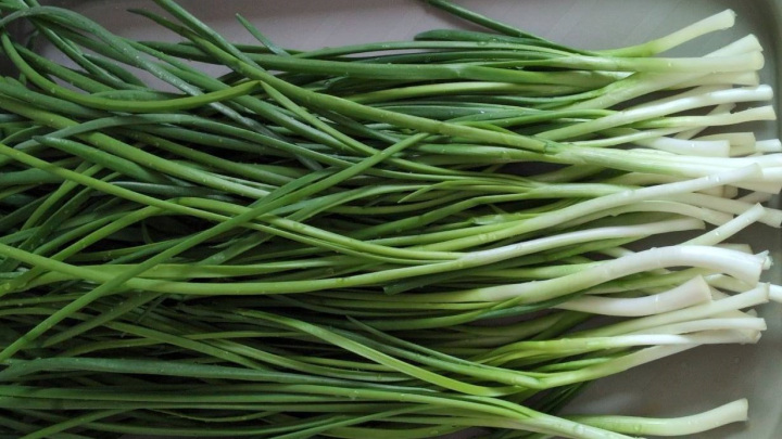 آموزش کاشت پیازچه