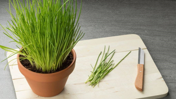 آبیاری منظم گیاه پیازچه