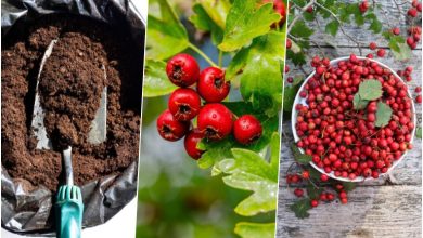 آموزش کاشت هسته زالزالک در گلدان+ روش نگهداری