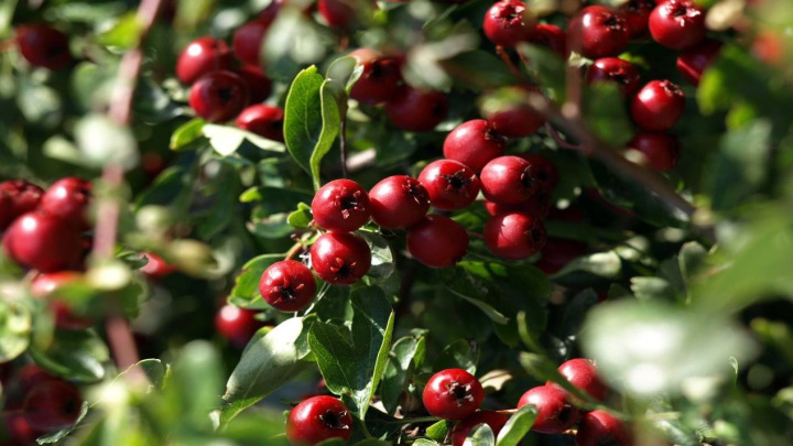 راهنمای کاشت هسته زالزالک در گلدان راهنمای کاشت هسته زالزالک در گلدان