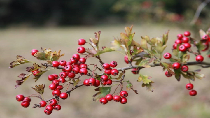 نگهداری از زالزالک کاشته شده در گلدان نگهداری از زالزالک کاشته شده در گلدان