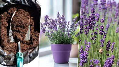 کاشت و نگهداری اسطوخودوس در گلدان