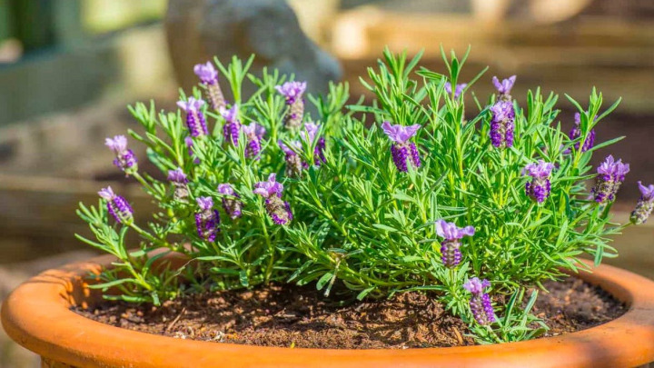کاشت بذر اسطوخودوس کاشت بذر اسطوخودوس