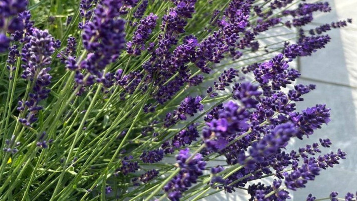 نگهداری از گیاه اسطوخودوس نگهداری از گیاه اسطوخودوس