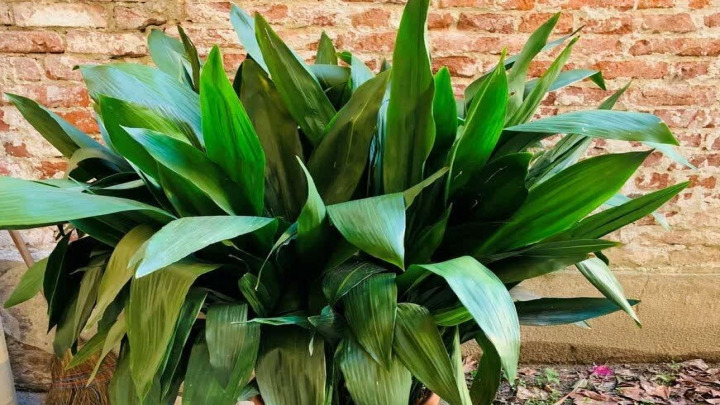 هرس و تمیز کردن گیاه برگ عبایی