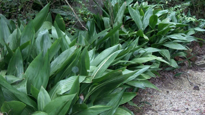 کاشت گیاه برگ عبایی