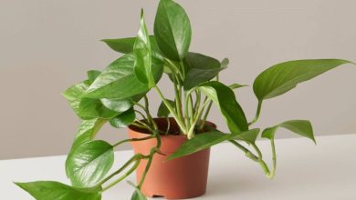 نور مناسب برای پتوس در خانه