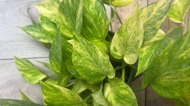 وضعیت گیاه پتوس در نور کم