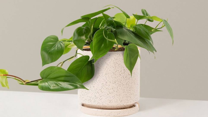 وضعیت گیاه پتوس در نور زیاد