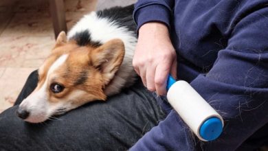 6 روش کاربردی برای پاک کردن موی حیوانات خانگی از لباس‌ها