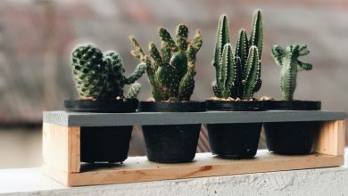 گل و گیاهانی که اشعه مضر وای فای را جذب می‌کنند