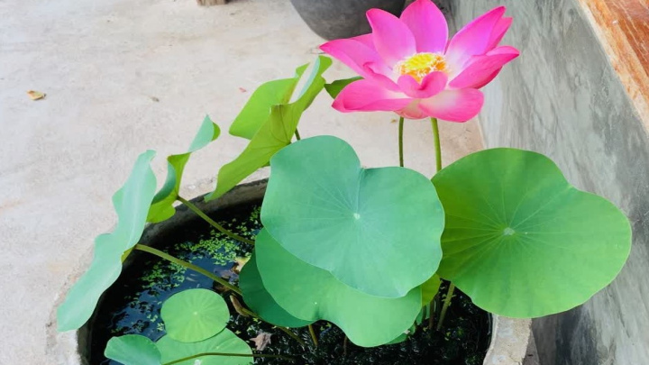 گل لوتوس برای دور کردن امواج وای فای