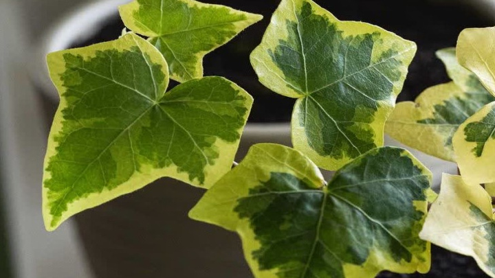 گیاه پیچک برای از بین بردم امواج وای فای گیاه پیچک برای از بین بردم امواج وای فای