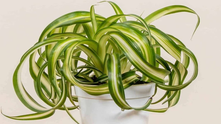 گیاه عنکبوتی برای دور کردن امواج وای فای گیاه عنکبوتی برای دور کردن امواج وای فای