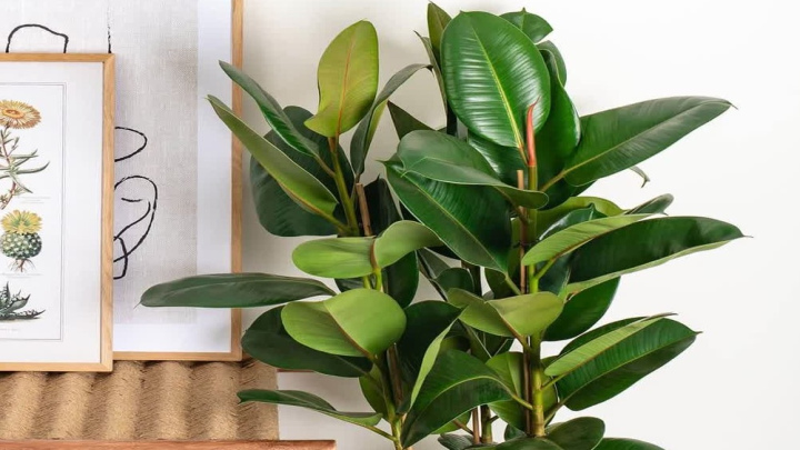 گیاه کائوچو برای از بین بردن امواج وای فای گیاه کائوچو برای از بین بردن امواج وای فای