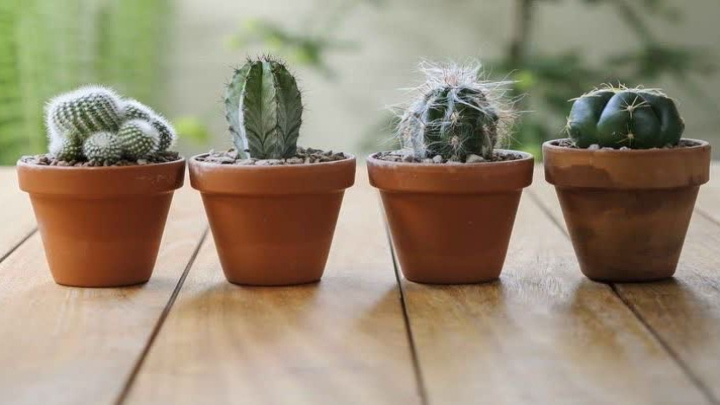 کاکتوس مناسب برای نابودی امواج وای فای