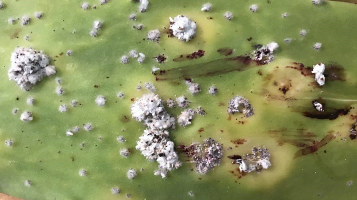 شپشک آردآلود بیماری رایج در کاکتوس شپشک آردآلود بیماری رایج در کاکتوس