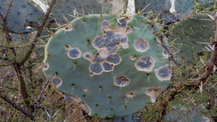 ویروس موزاییک کاکتوس، یک بیماری رایج 