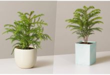 ترفندهایی برای شاداب شدن گیاه کاج مطبق؛ نکات طلایی برای مراقبت بهتر